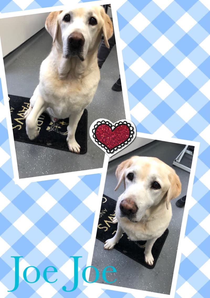 Joe Joe, a freshly groomed yellow Labrador, sitting on the grooming mat at The Mudroom Groomers