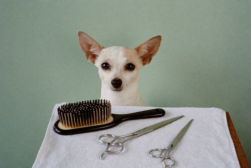 Grooming comb, brush and scissors laid out on a towel