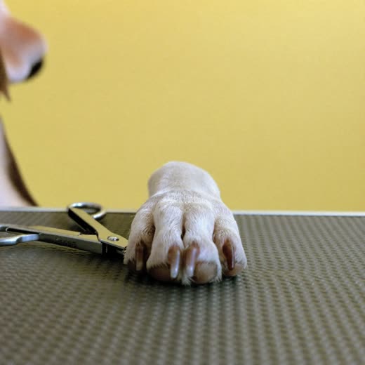 A dog's paw beside a pair of nail clippers on a grooming table